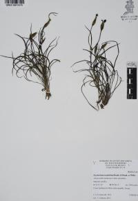 Sisyrinchium tenuifolium image